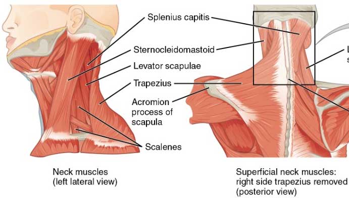 neck muscles back | Arana Hills Physiotherapy